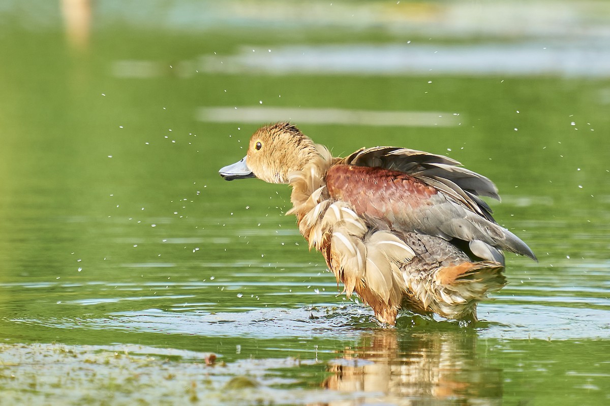 Lesser Whistling-Duck - ML363661821