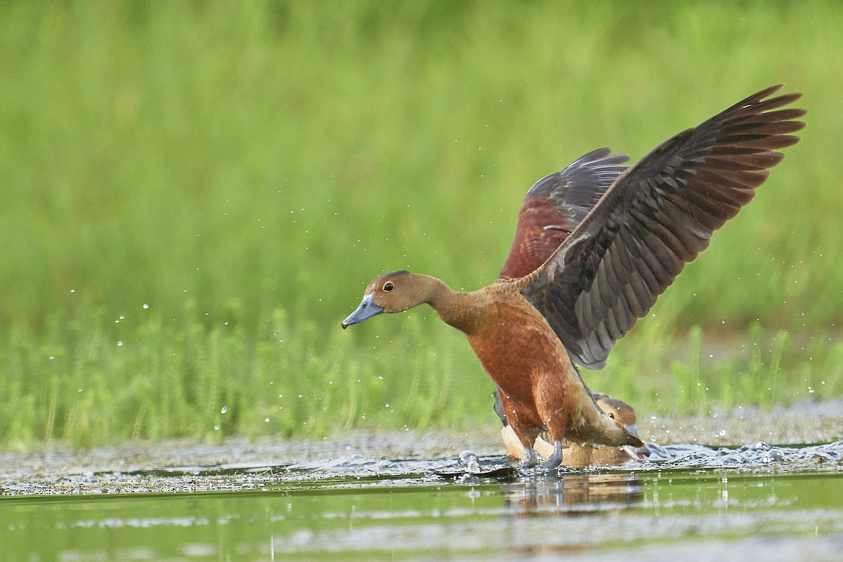 Lesser Whistling-Duck - ML363661831