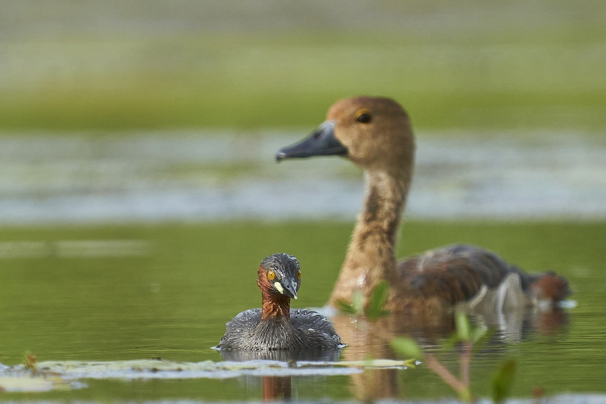 Little Grebe - ML363661981