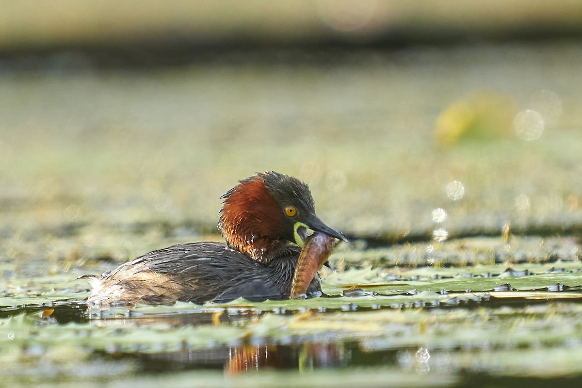 Little Grebe - ML363662001