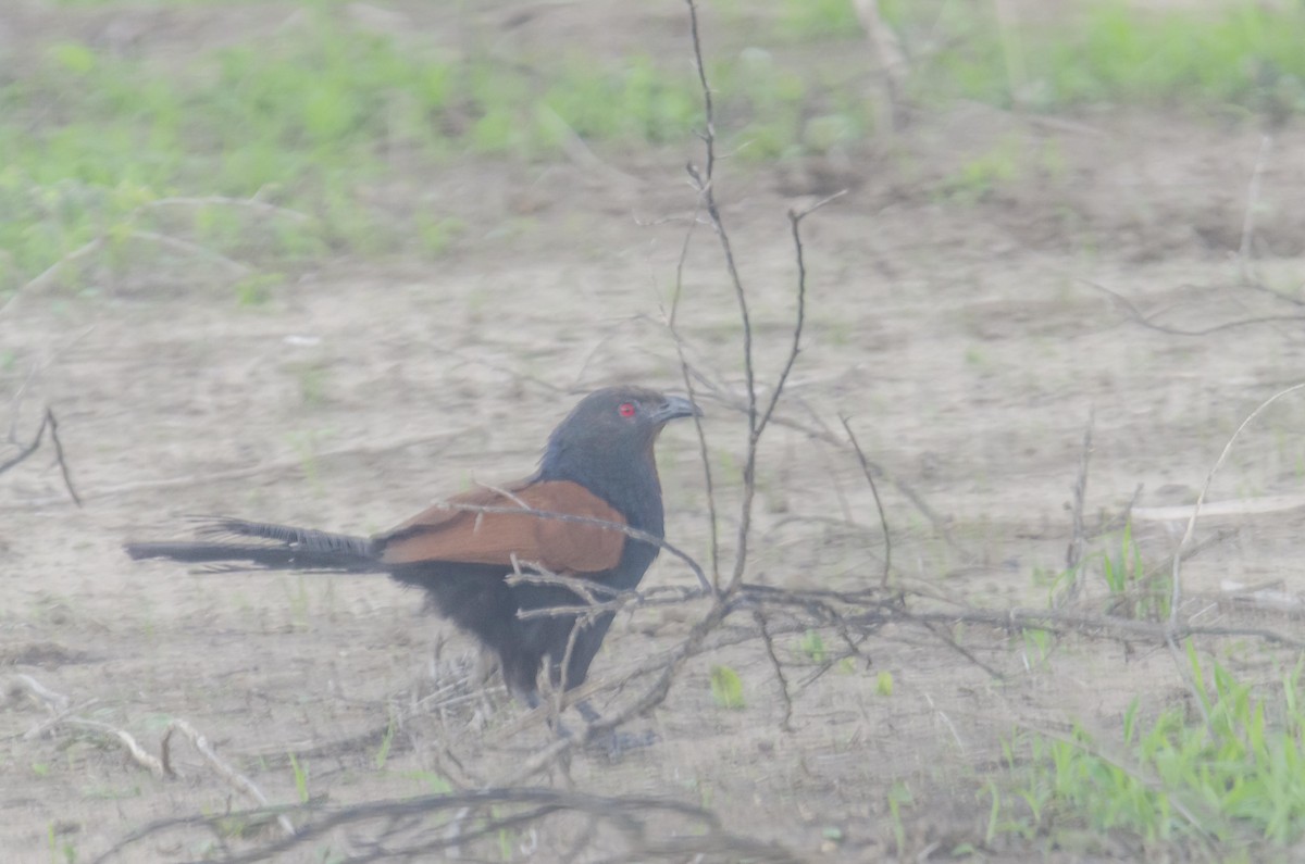 Greater Coucal - ML363662241