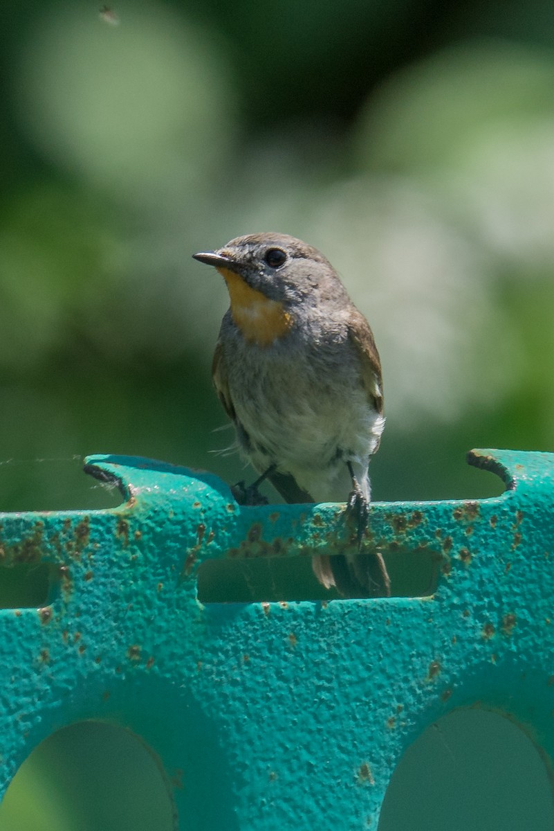 Taiga Flycatcher - ML363662611