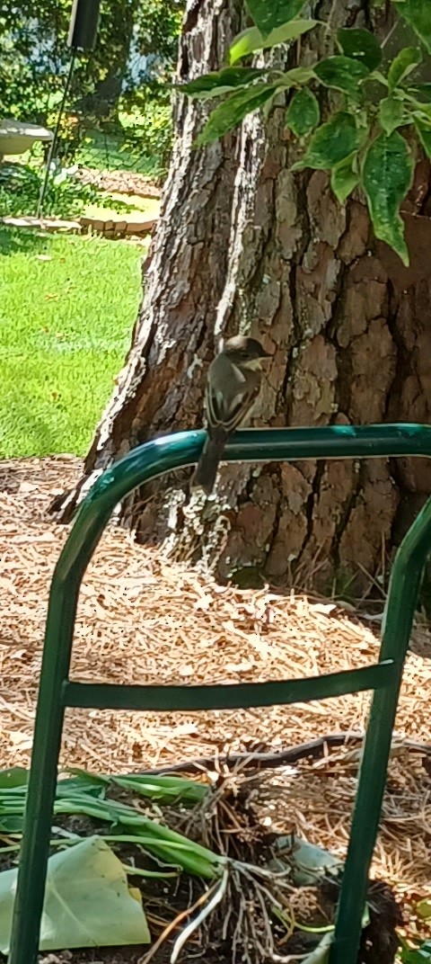 Eastern Phoebe - ML363662631