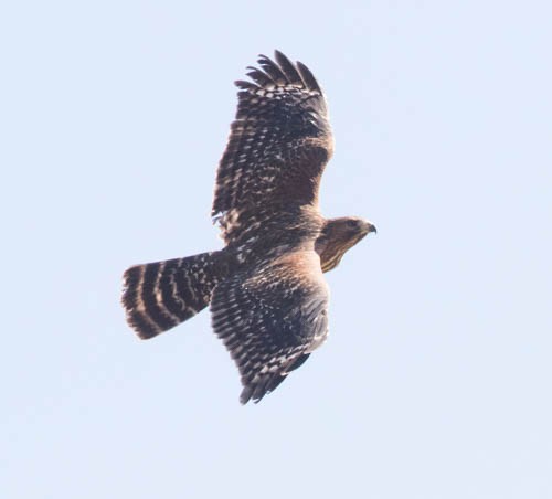 Red-shouldered Hawk - stevan brad