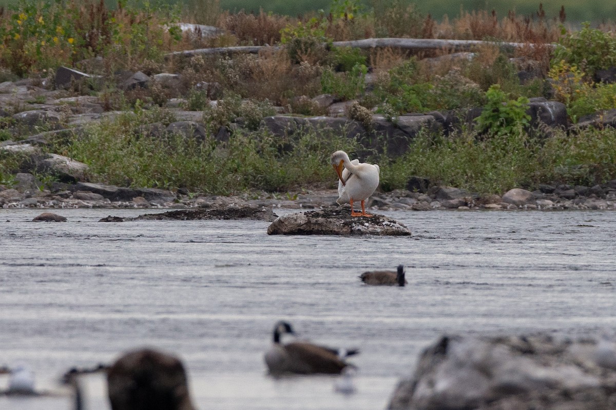 American White Pelican - ML363663151