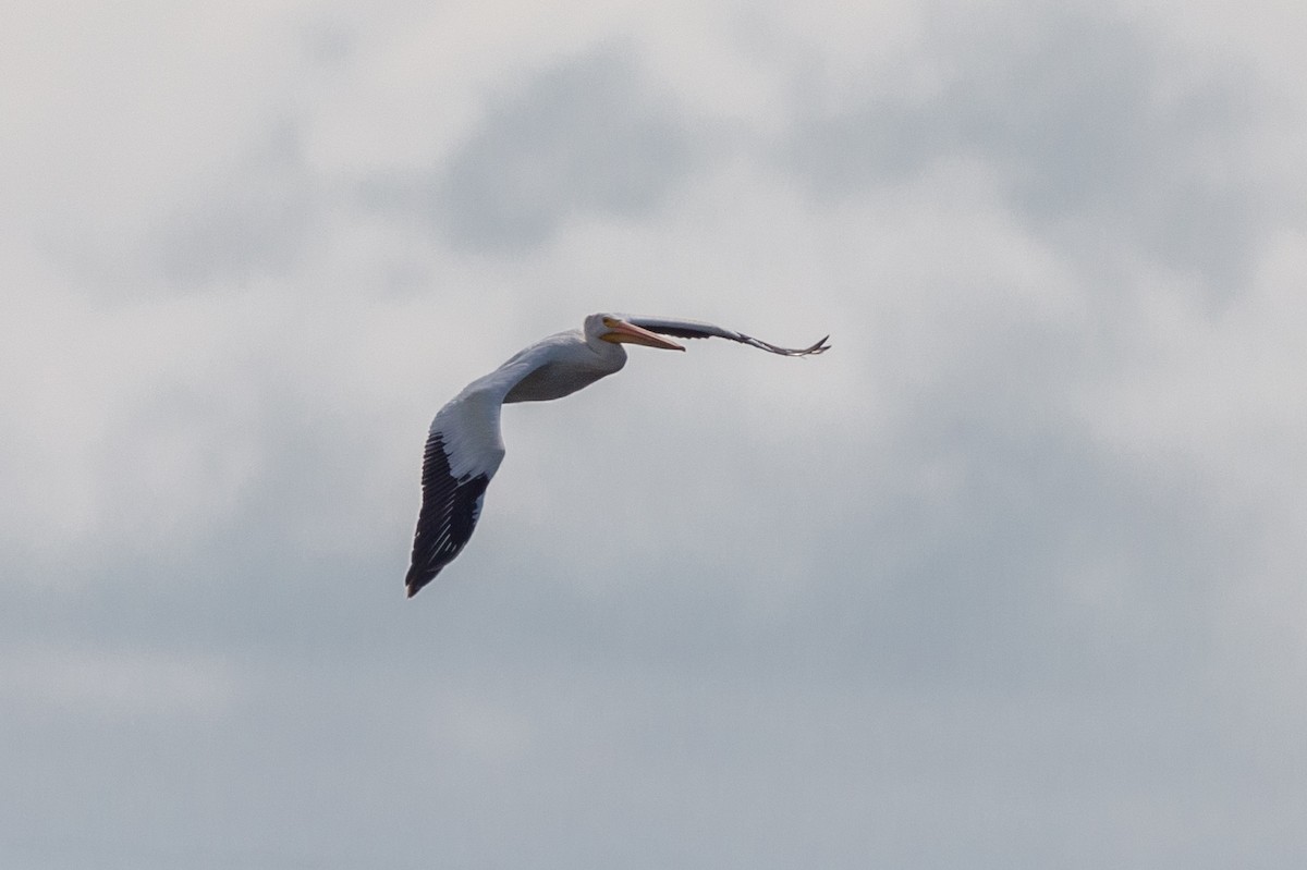 American White Pelican - ML363663251