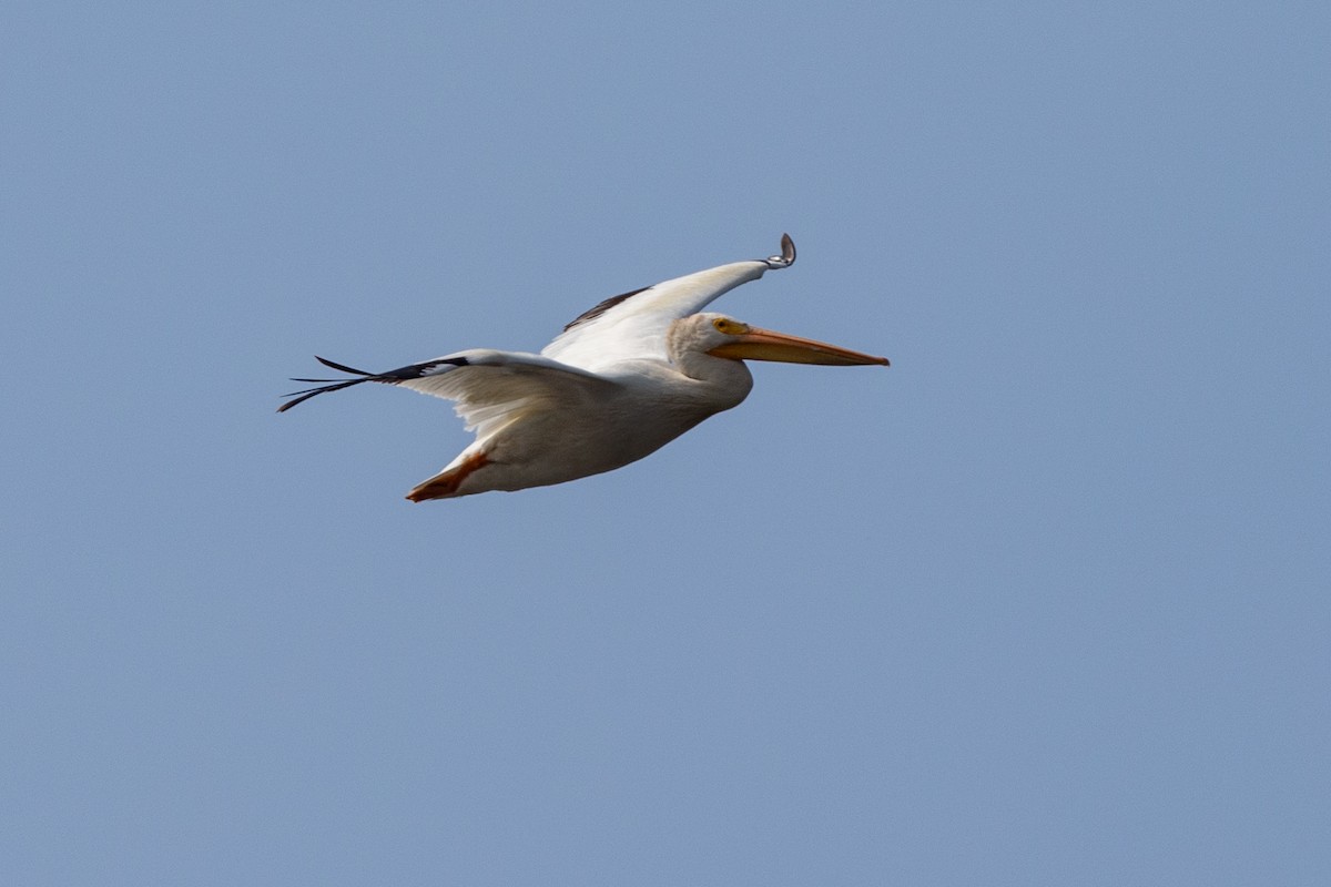 American White Pelican - ML363663341