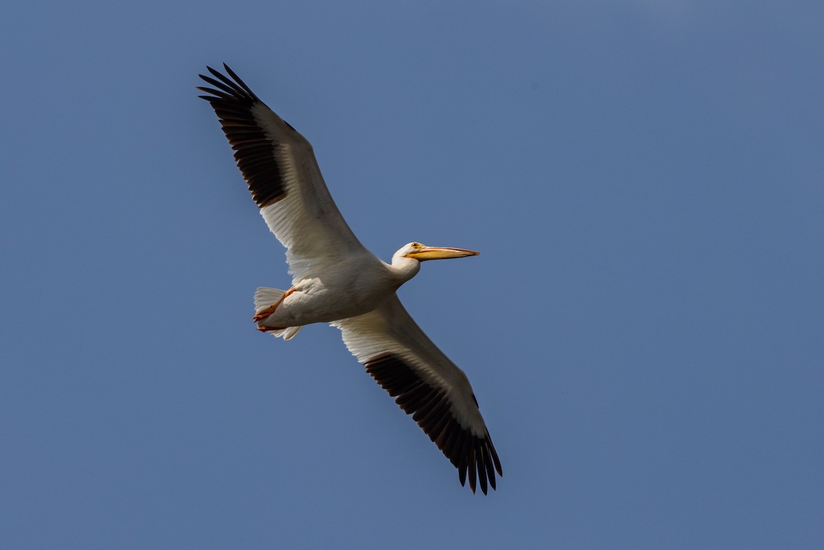 American White Pelican - ML363663461