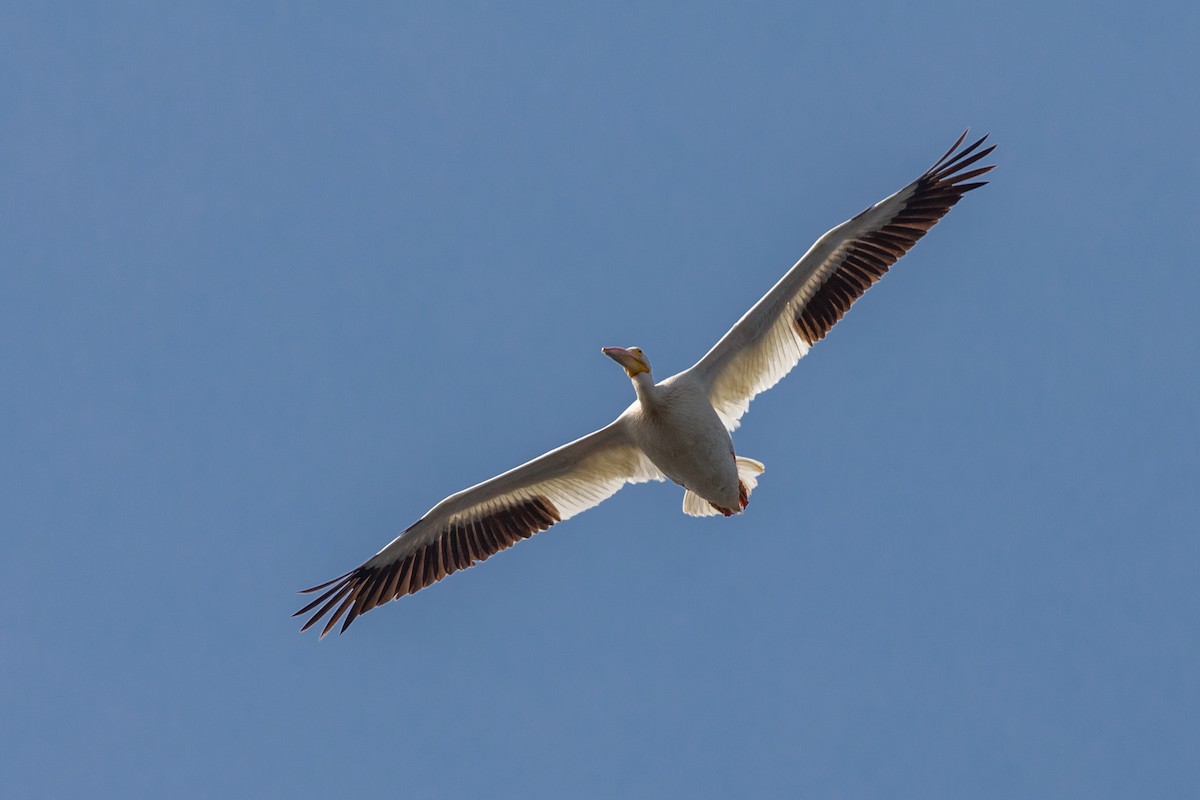 American White Pelican - ML363663581