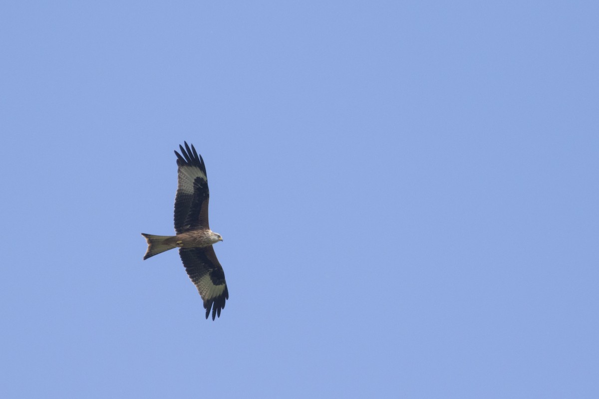 Red Kite (Red) - ML363664101