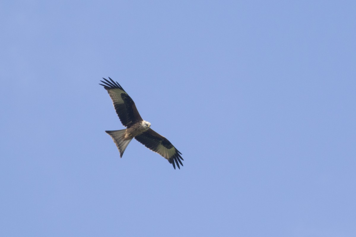 Red Kite (Red) - ML363664111