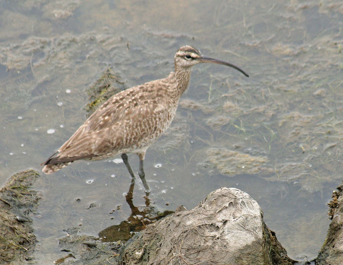 Whimbrel - john fitch