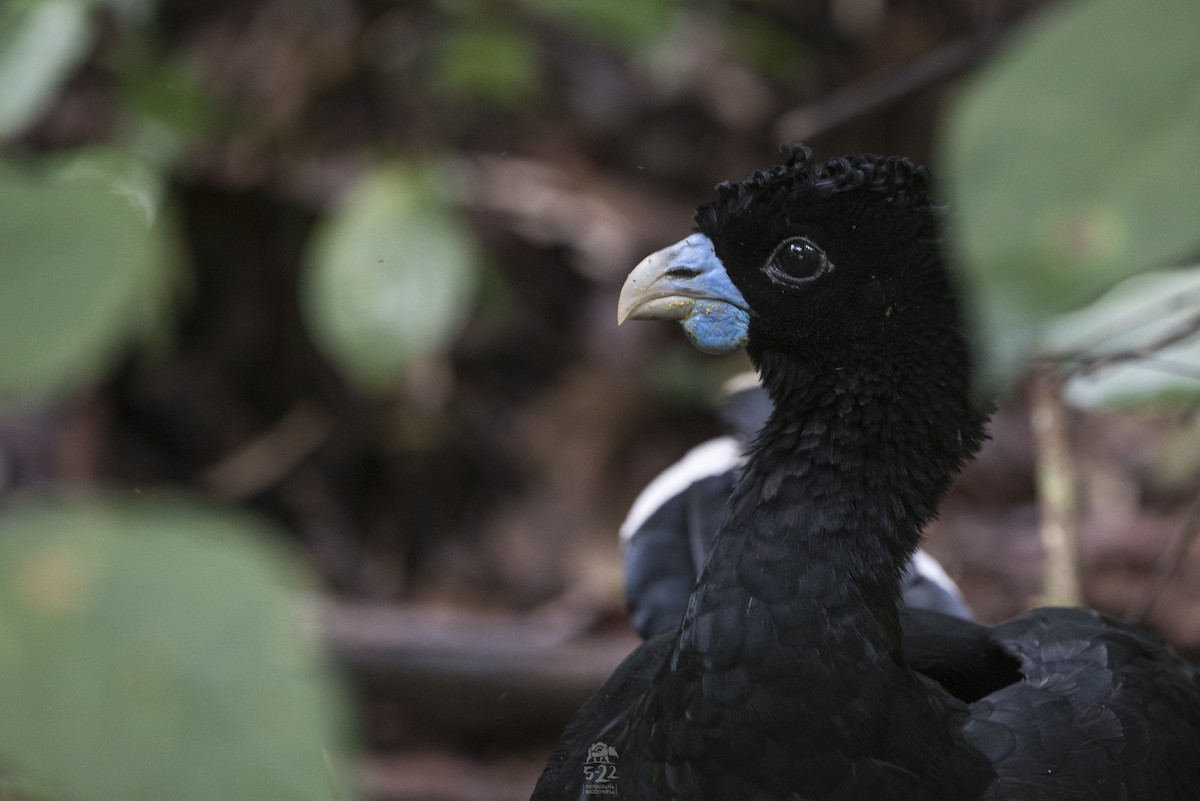 Blue-billed Curassow - ML363665391