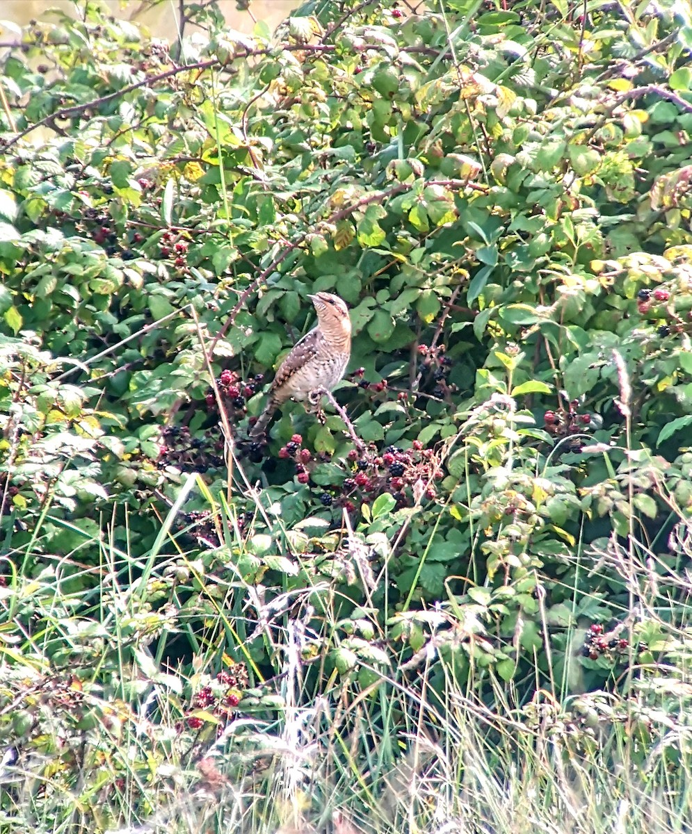 vendehals - ML363665651