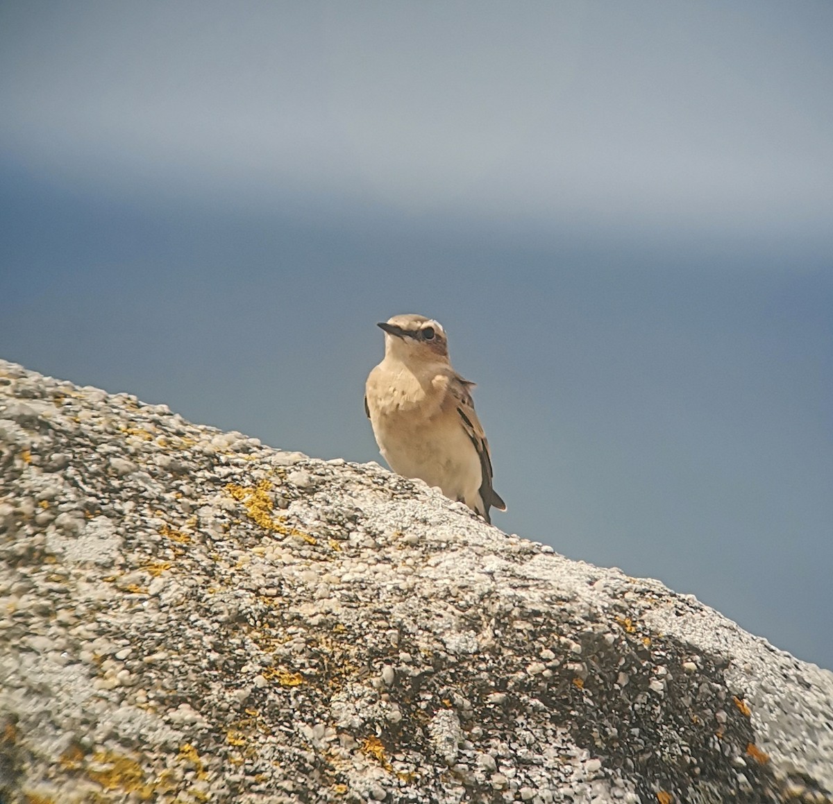 steinskvett - ML363665931