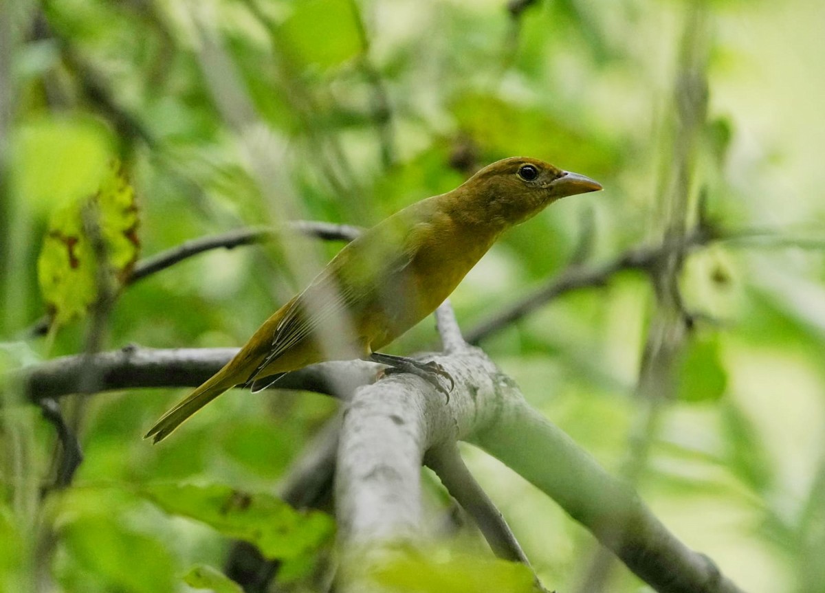 Summer Tanager - ML363666621