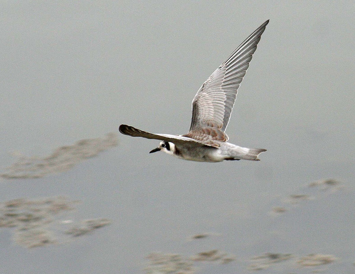 Black Tern - ML363666811