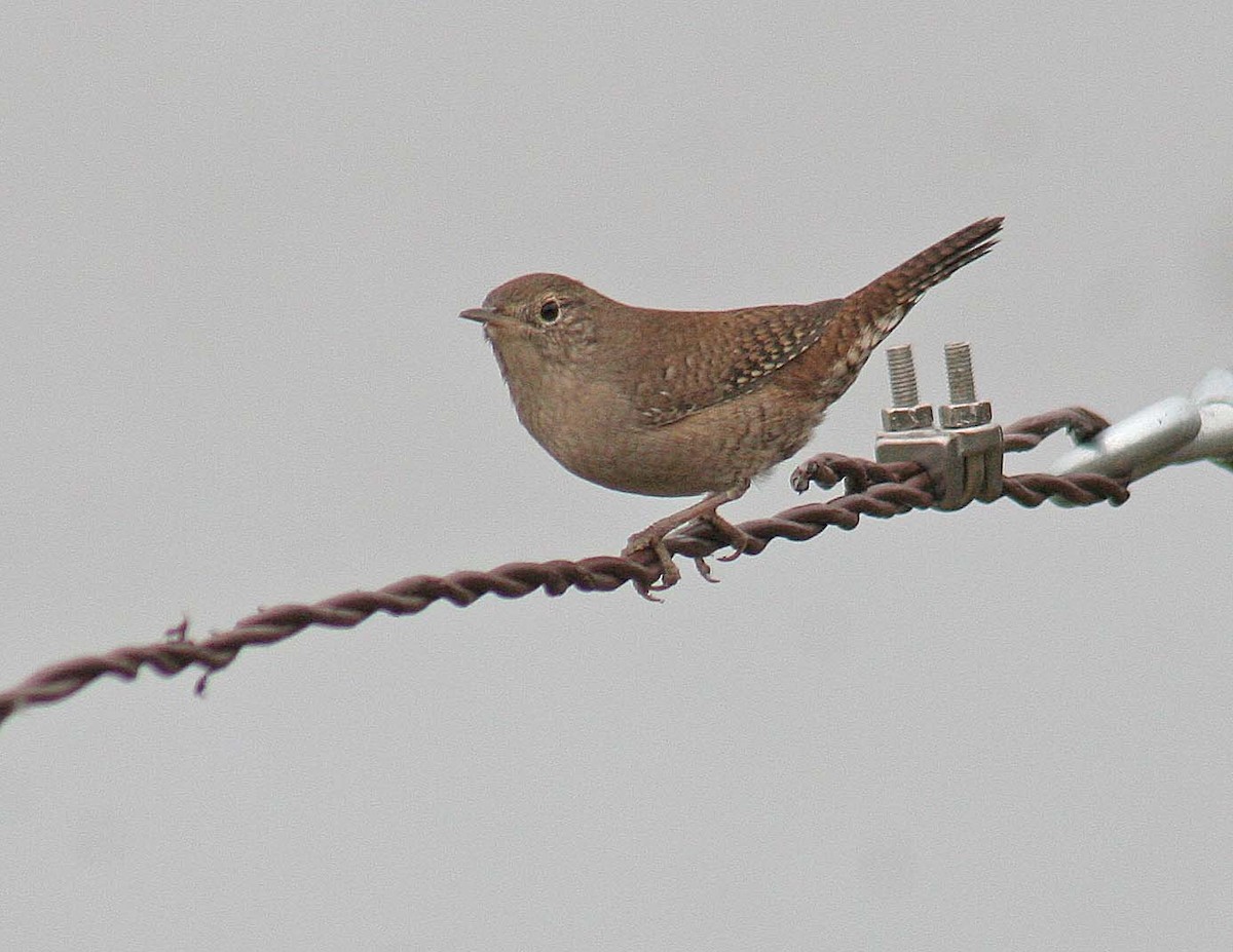 House Wren - ML363667201