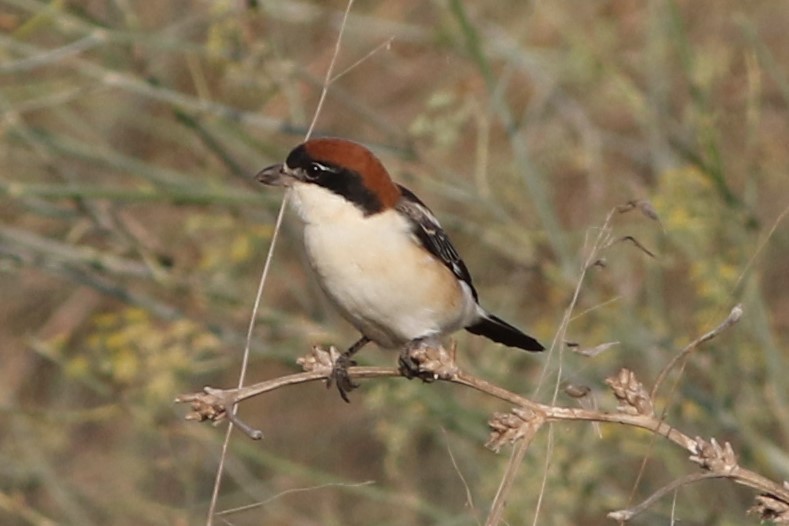 Woodchat Shrike - ML363667241