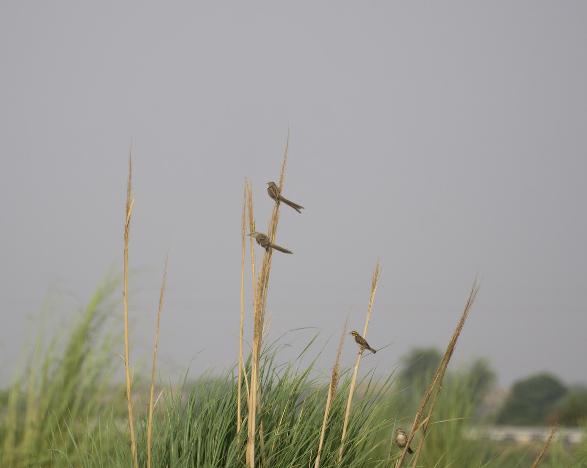 Common Babbler - ML363668281