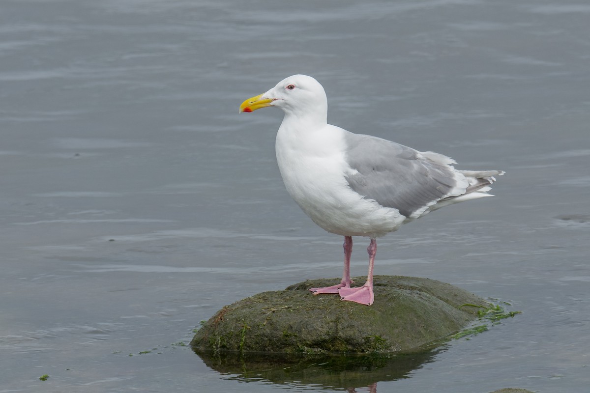 Glaucous-winged Gull - ML363668401