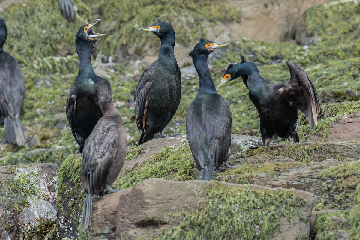 Red-faced Cormorant - Jeff Bleam