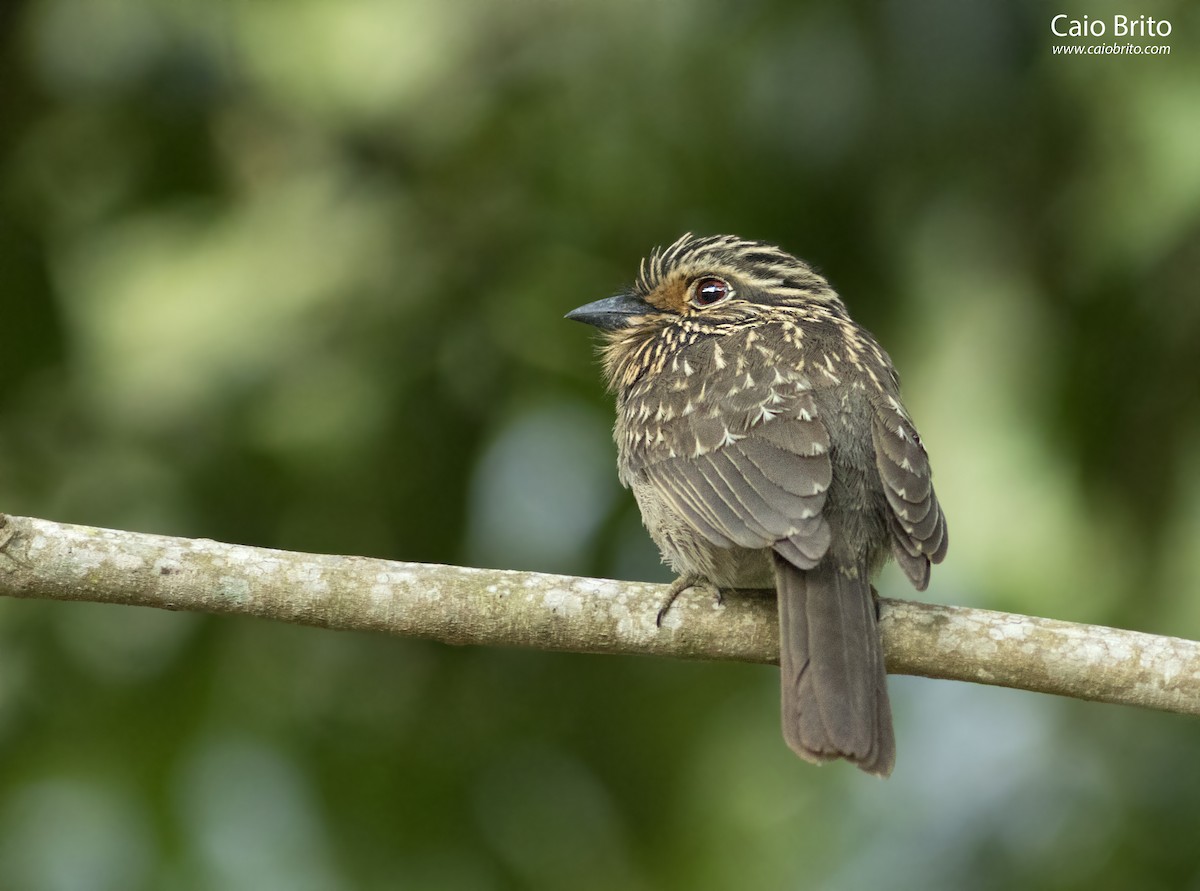 Crescent-chested Puffbird - Caio Brito