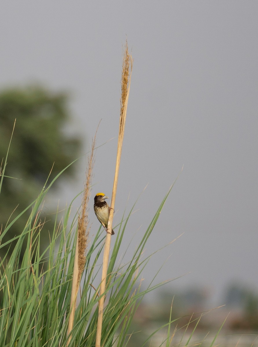 Black-breasted Weaver - ML363669181