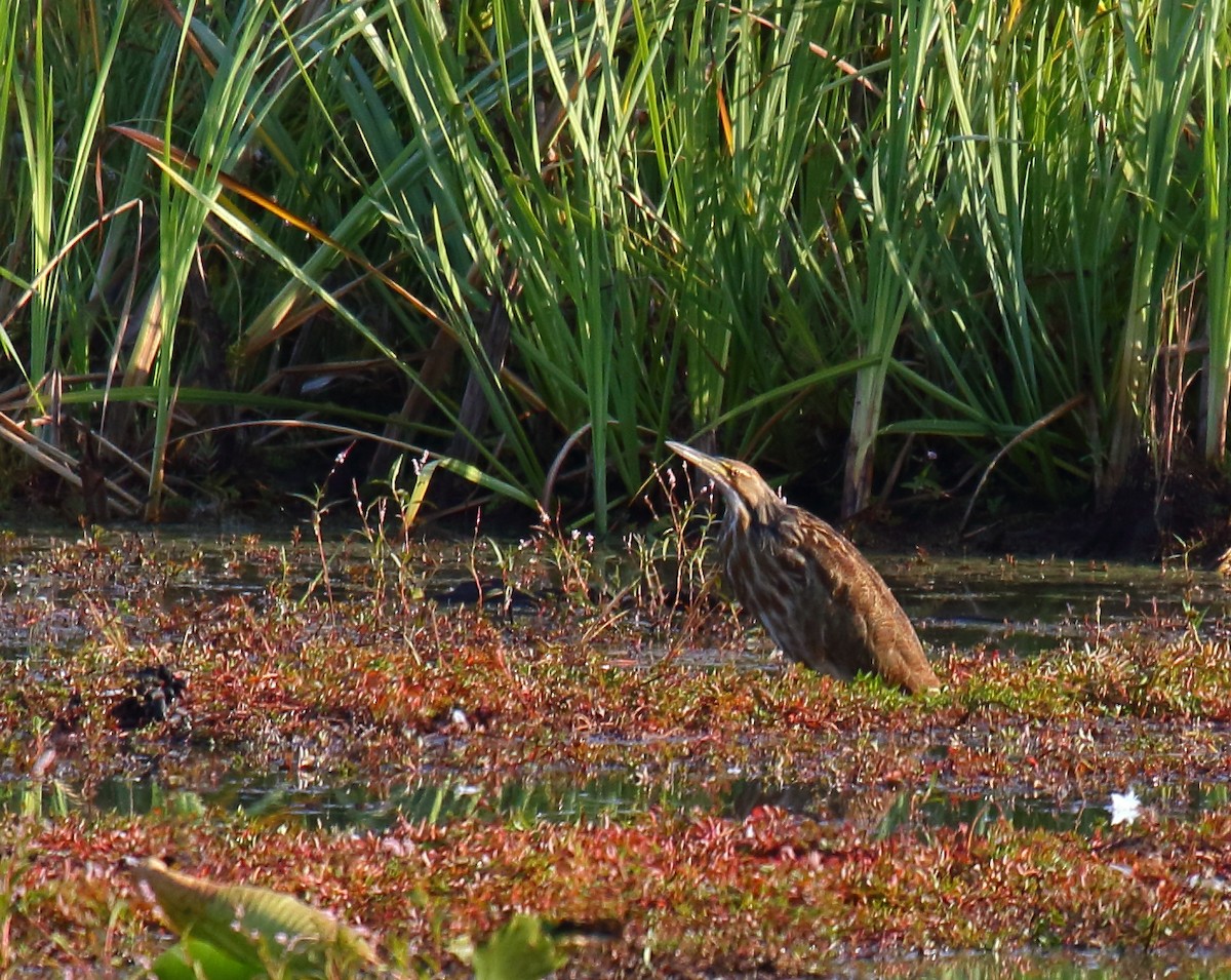 American Bittern - Greg Gillson