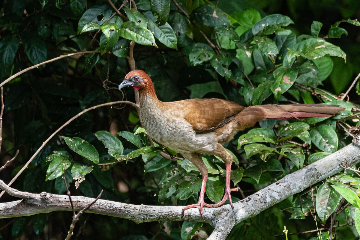 Variable Chachalaca - ML363672561