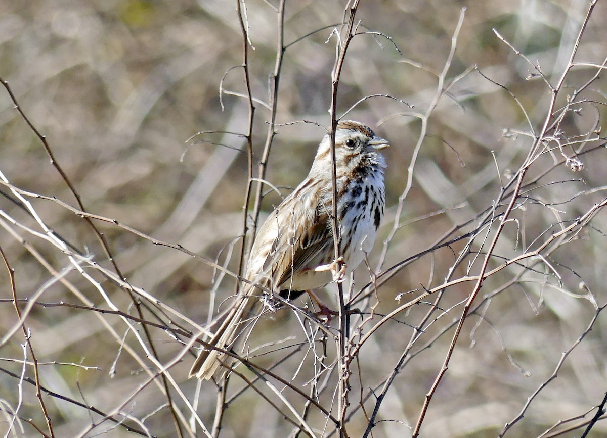 Song Sparrow - Jim Goehring