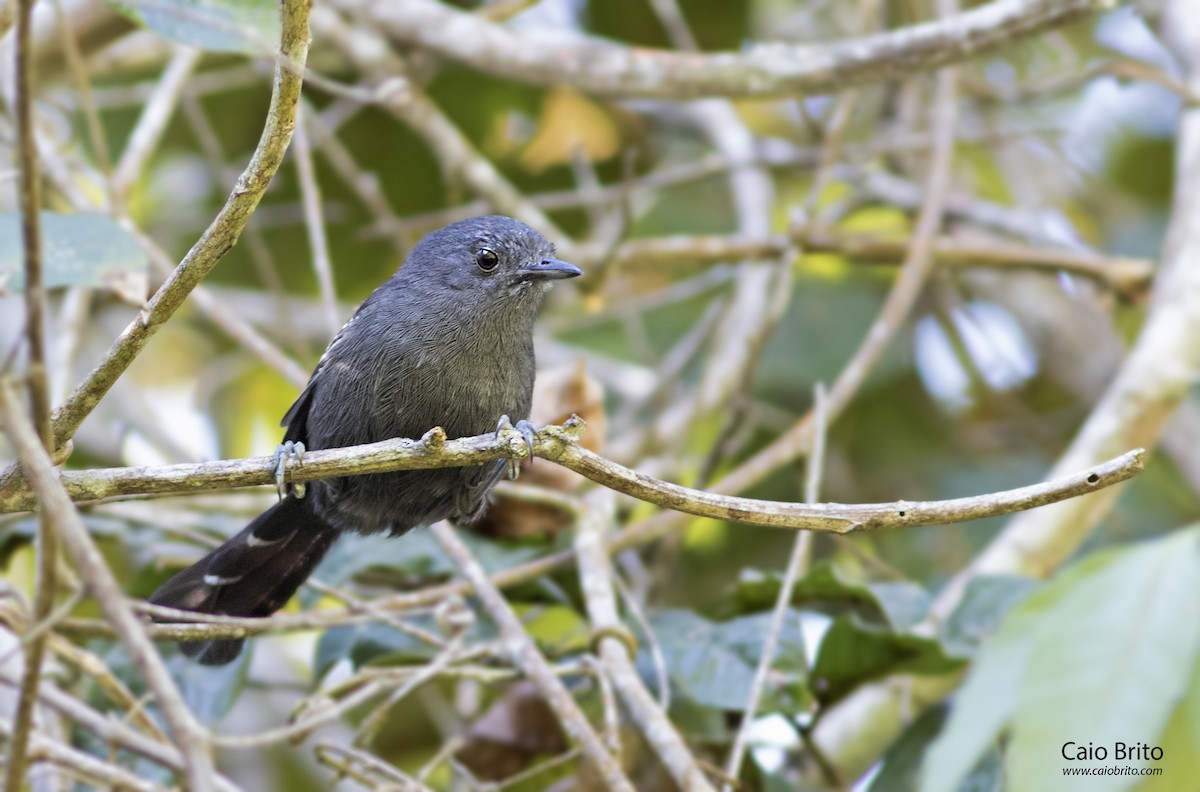 Rio de Janeiro Antbird - Caio Brito