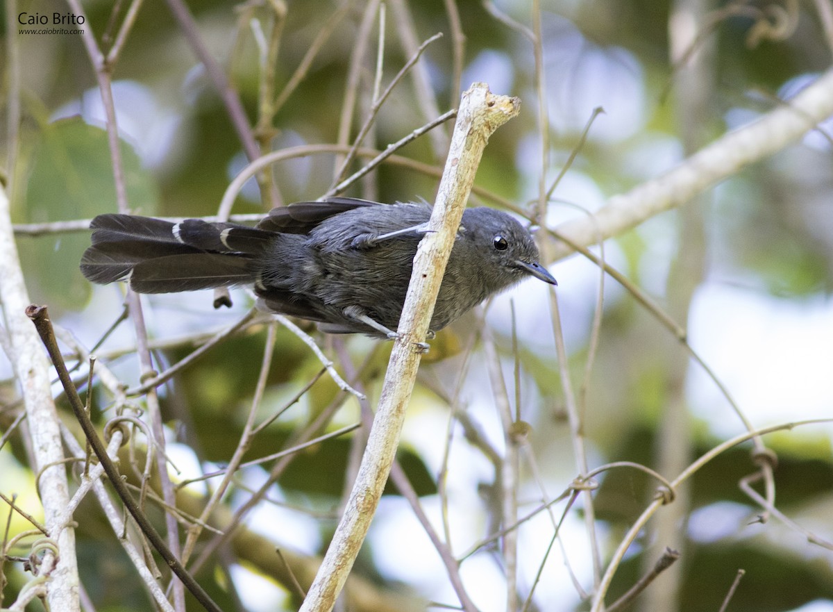 Rio de Janeiro Antbird - ML36367361