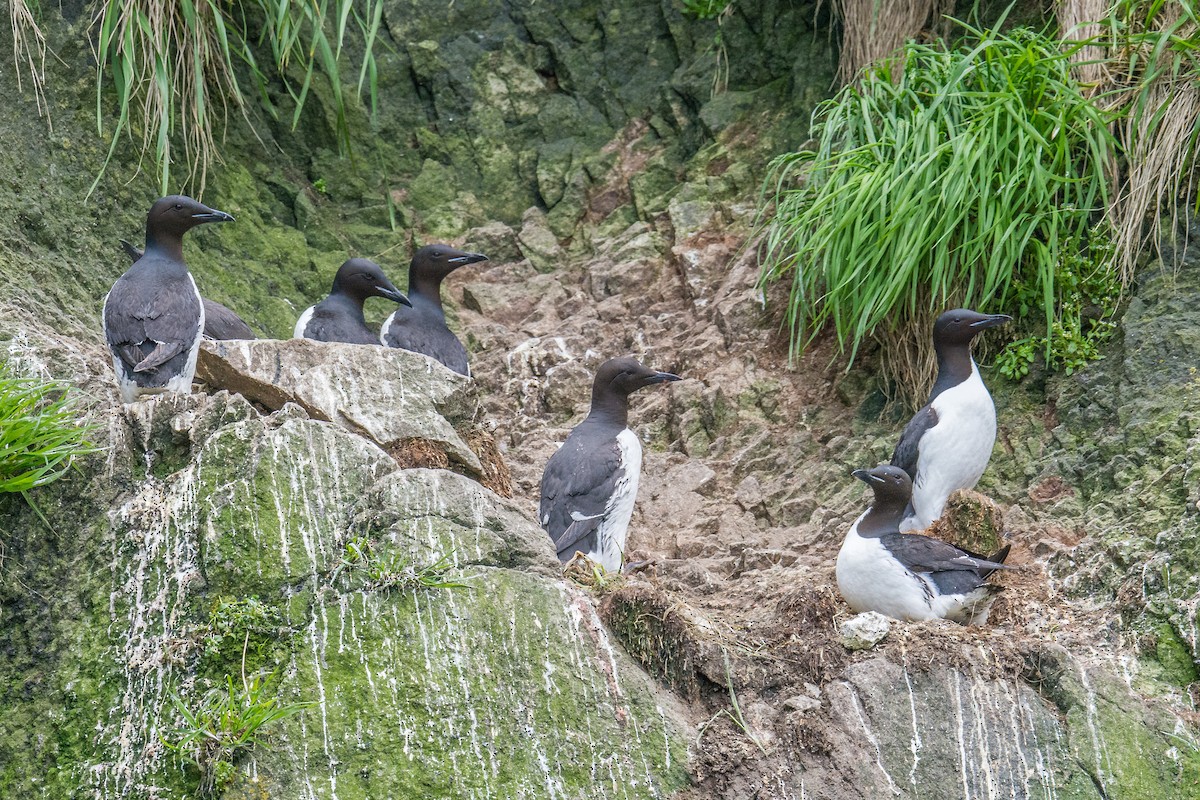 Thick-billed Murre - Jeff Bleam