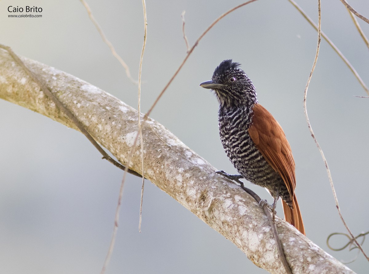 Chestnut-backed Antshrike - ML36367631