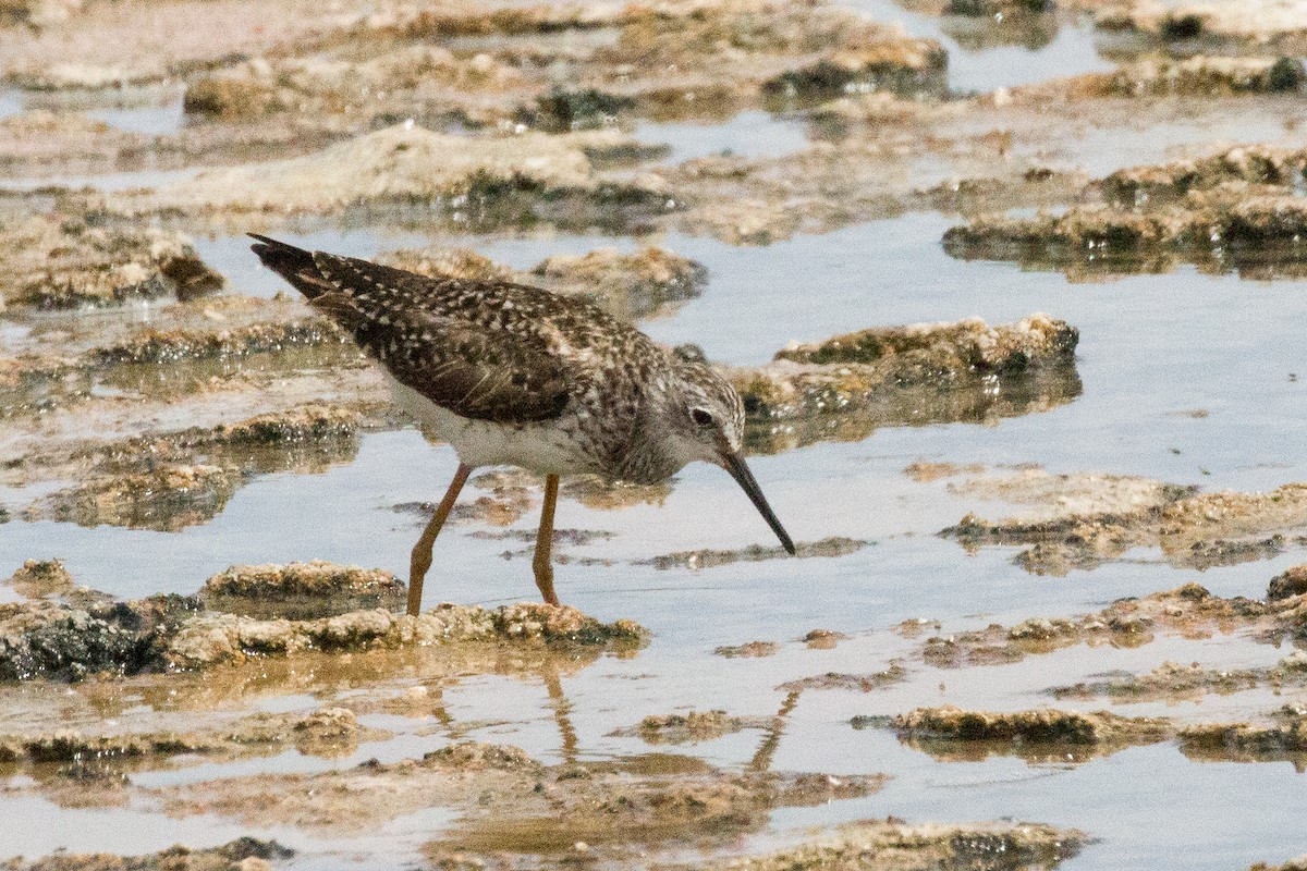Lesser Yellowlegs - ML363676541