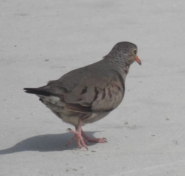 Common Ground Dove - Vern Tunnell