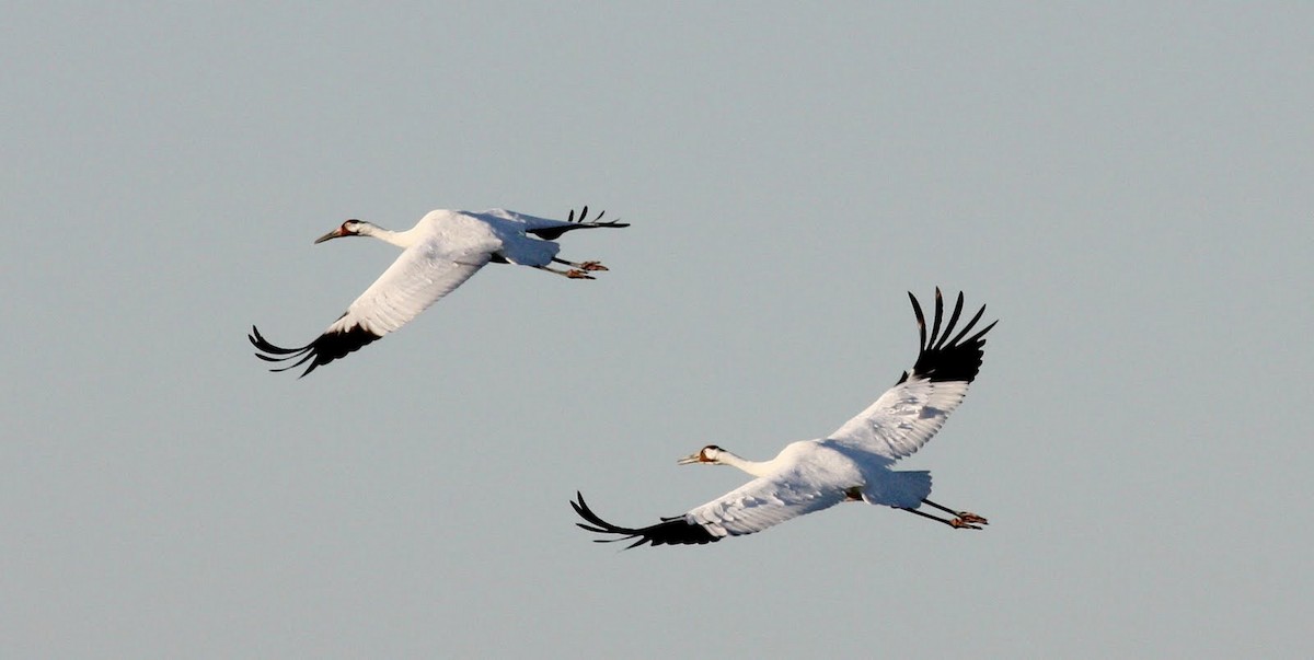 Whooping Crane - Jay McGowan