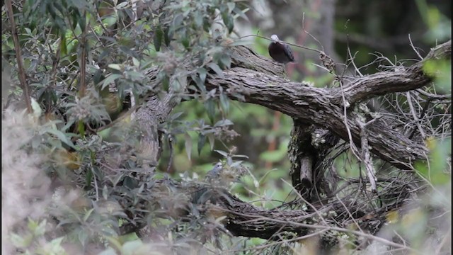 Maroon-chested Ground Dove - ML363677361