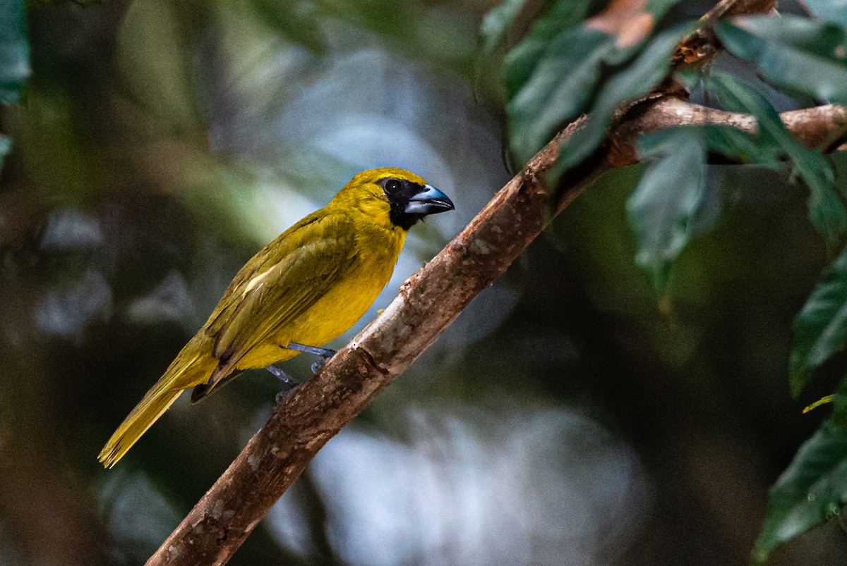 Yellow-green Grosbeak - Ralph Hatt