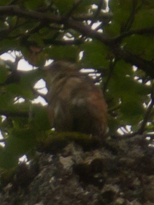 Redwing (Icelandic) - ML363678801