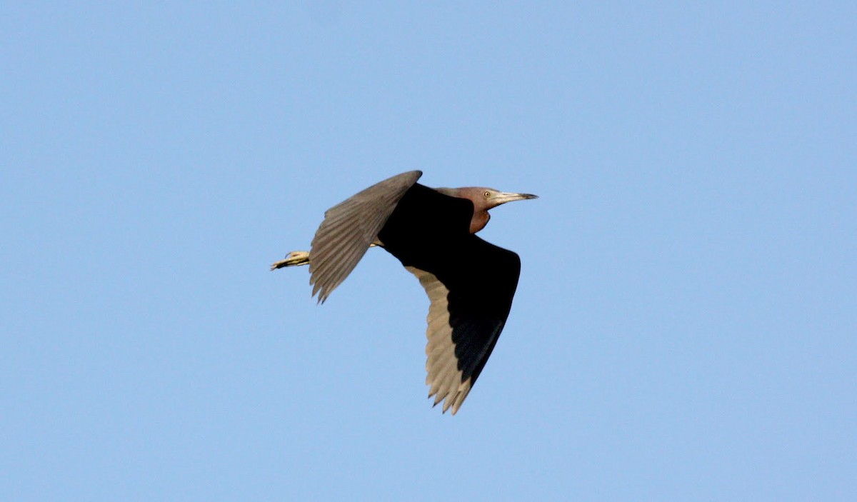 Little Blue Heron - ML36367881