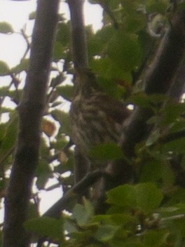 Redwing (Icelandic) - ML363678811