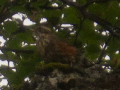Redwing (Icelandic) - ML363678821