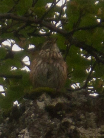 Redwing (Icelandic) - ML363678831