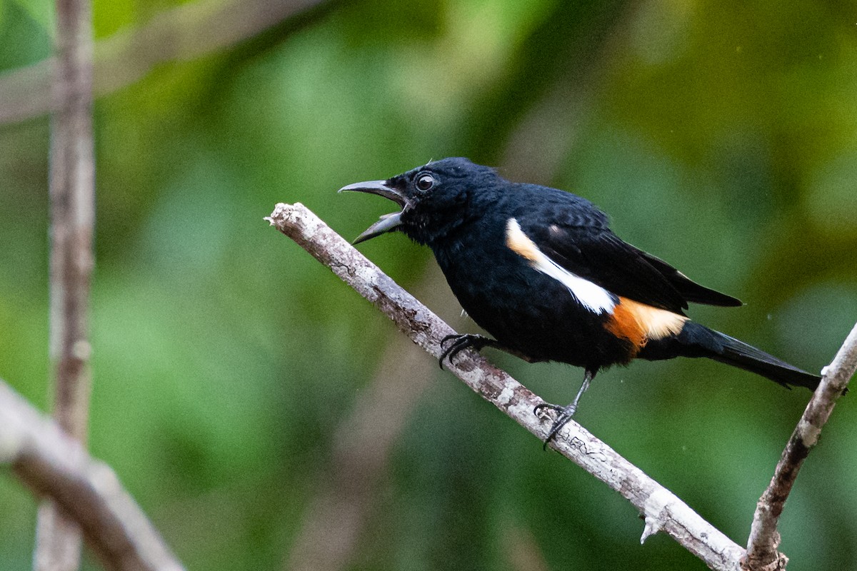 Fulvous-crested Tanager - Ralph Hatt