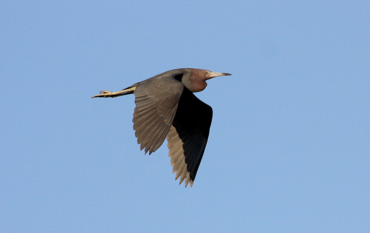 Little Blue Heron - ML36367901