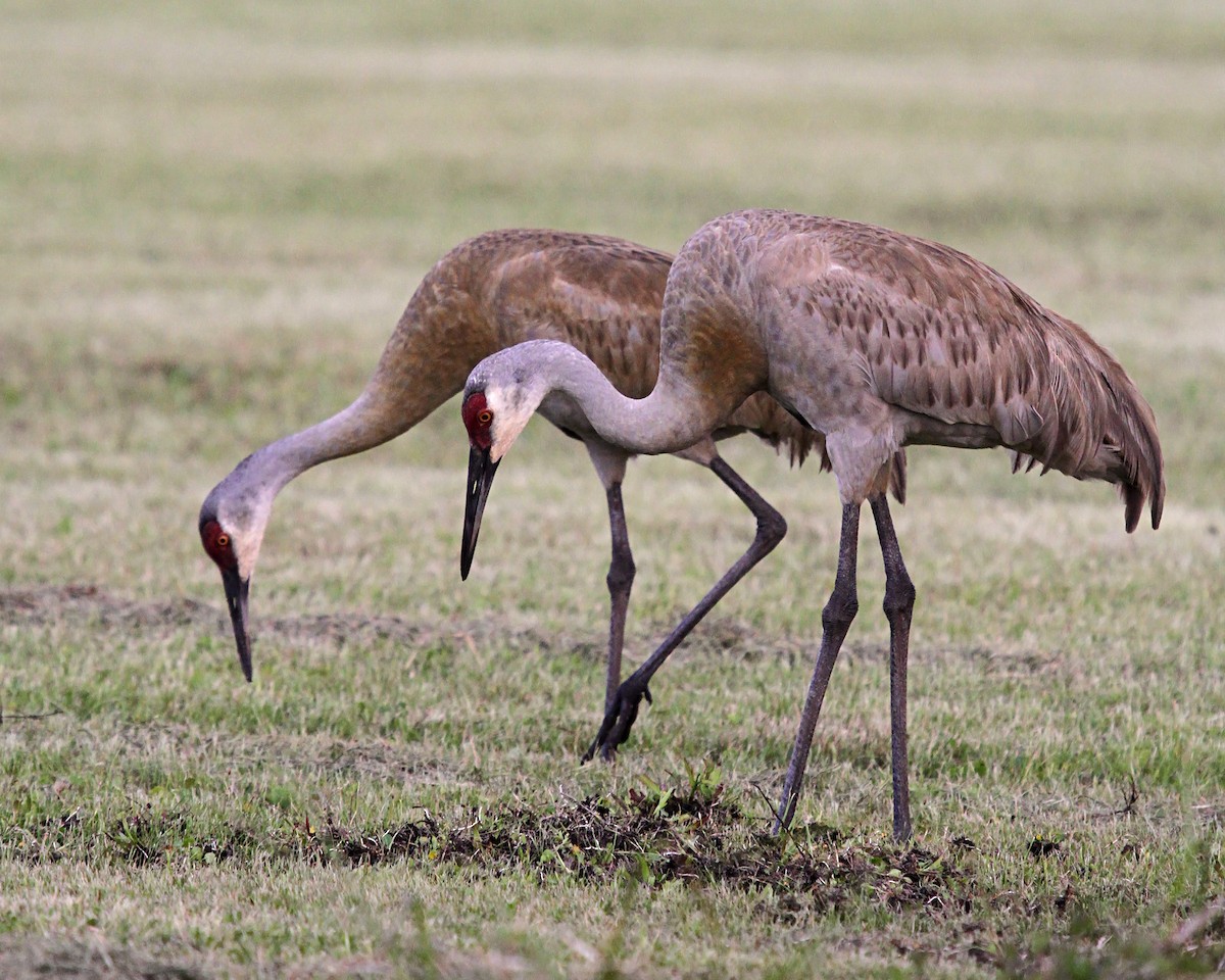 Sandhill Crane - ML363679241