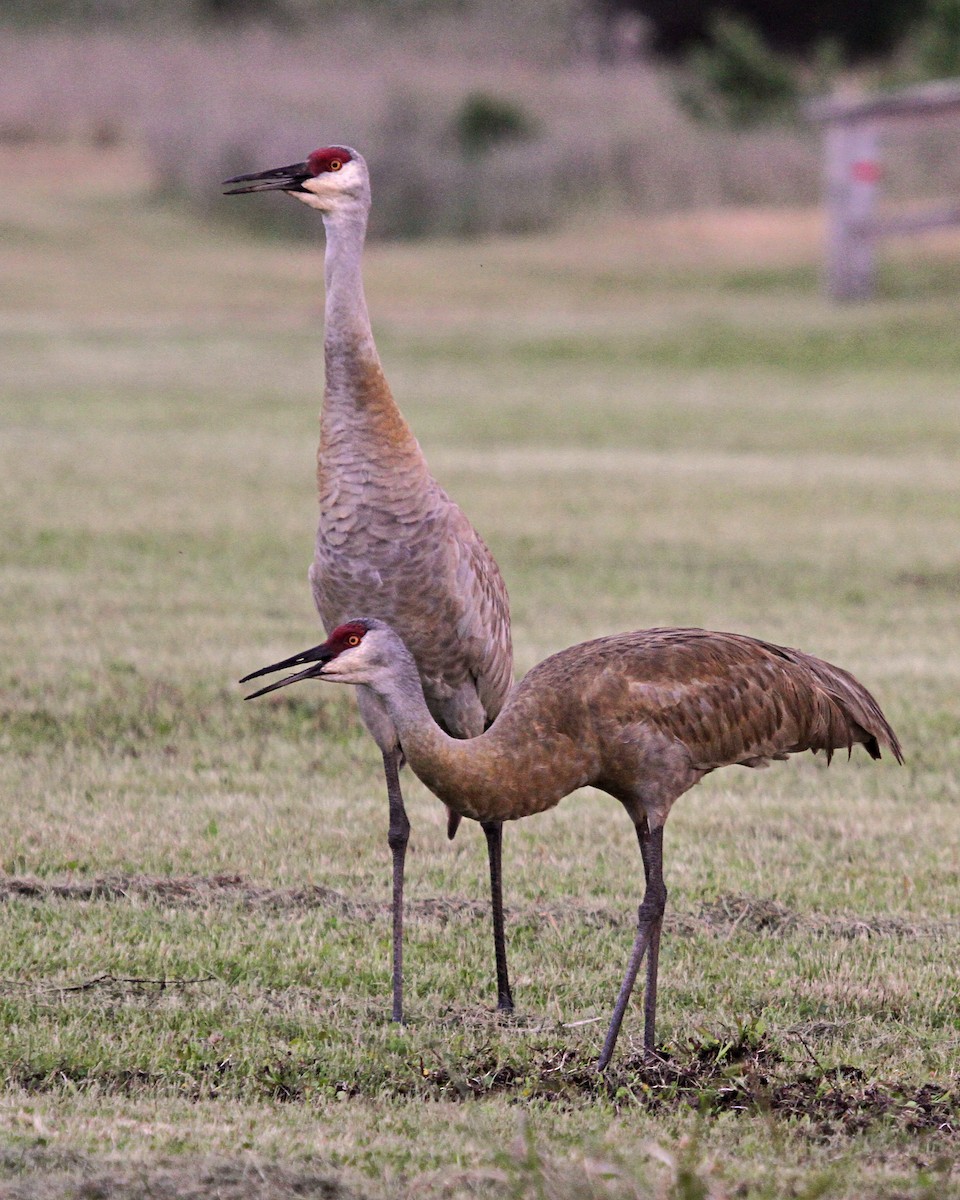 Grulla Canadiense - ML363679401