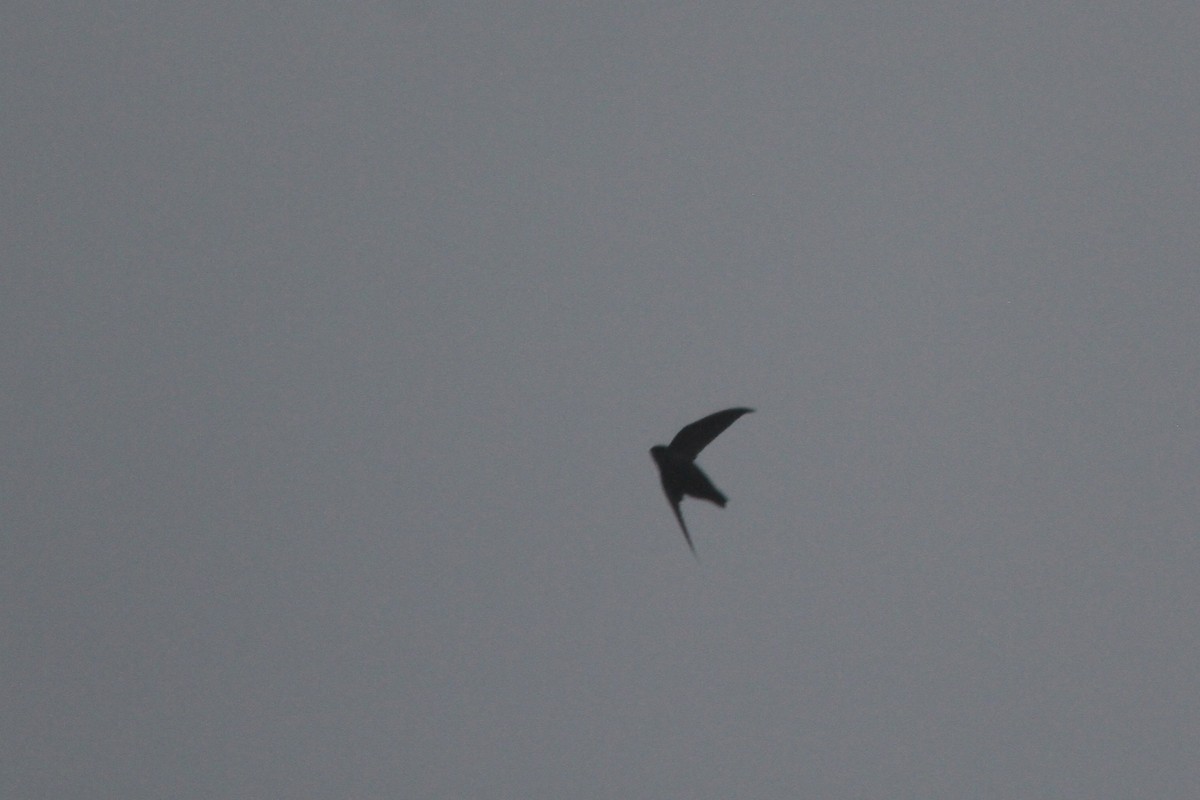 Chimney Swift - ML363680051